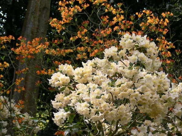 Bois des Moutiers (112) mai 2012